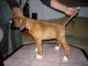 Donna - profil